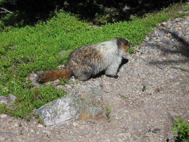 Canadian Rockies-168.JPG - Marmot - West Opabin Trail